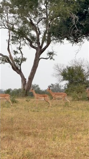 Why Are These Impalas Snorting Like This?
