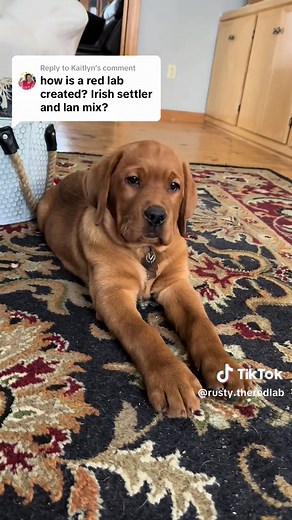 Rusty the Red Lab - AKC Yellow Lab with Fox Red Color