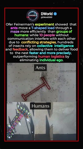 Ants vs Humans: Why do insects solve complex problems faster than we do?