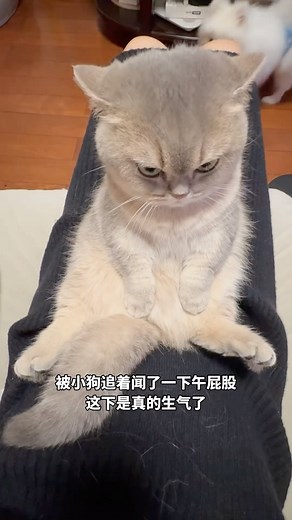 Meow or Never | @咻咻崽汁 | Instagram