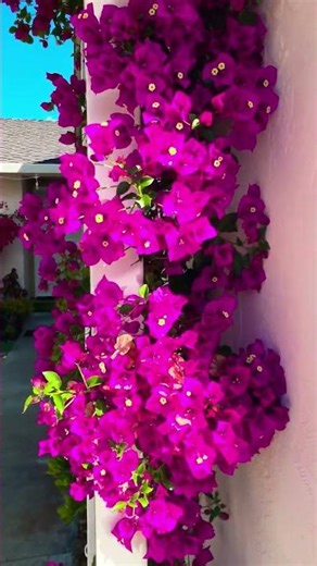 I love Spring ❤️ #bougies #spring #flowers #bougainvillea