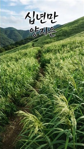 🎵 십년만 - 양지은 「十年ぶり」｜ヤン・ジウン Ten Years Later｜Yang Ji-eun