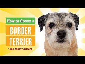 How to Groom a Border Terrier (PET)