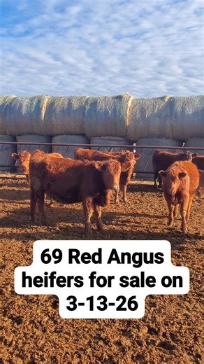 These heifers were all raised right here on our ranch and are out of our registered cows, but will sell as commercials. They have over 45 years of genetic selection behind them. You can expect them to be deep broody cows with good udders and a great disposition. Contact us for more information. | Leland Red Angus
