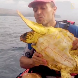 Thanks to a pair of passing kayakers, this lucky turtle was freed from its entanglement in a mass of stray fishing net. | National Geographic Science