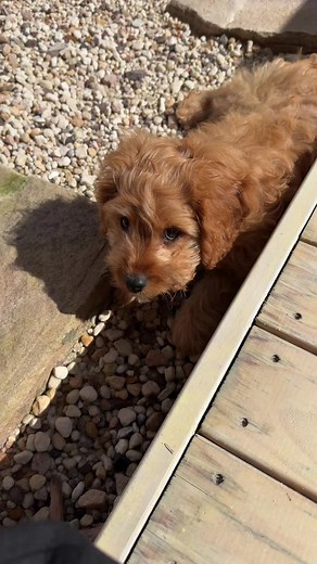 Adorable Cavoodle Puppy Reacts to Various Dog Sounds