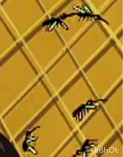 (Camp Lazlo 2005) Mosquitos Parents' Buzz 🦟🔊