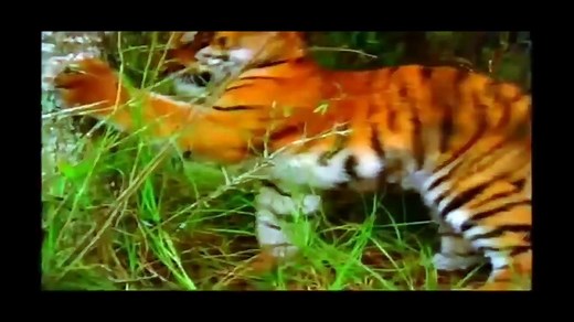 Baby Einstein Baby Noah Animal Expedition IN THE RAINFOREST & TROPICS