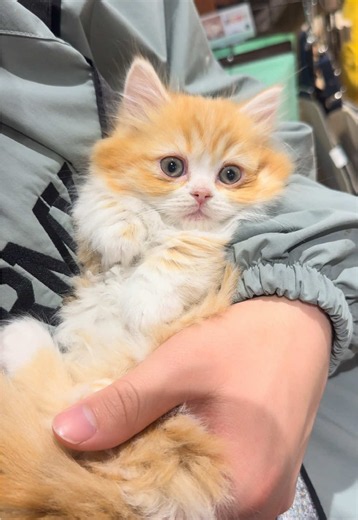 ミヌエット 子猫のお迎え前の可愛い様子