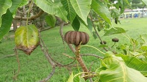 후라 크레피탄스 과일의 장면. 스톡 동영상 비디오(100% 로열티 프리) 1065733471 | Shutterstock