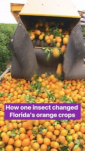 20K views · 121 reactions | Florida's valuable citrus trees are under attack from an insect causing a widespread infection known as citrus greening. #Agriculture #CitrusGreening #Oranges | Insider Science | Facebook