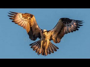 Large Bird Wings Flapping Flying Sound Effect JWA