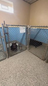 46K views · 1K reactions | This is what it looks like for a dog in a...