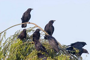 Why Do Crows and Hawks Fight?
