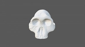 Australupithecos robustus Skull - 3D model by Wellesley College (@WellesleyCollege)