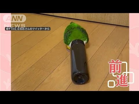 なぜ…？筒をかぶり前進するシロハラインコ「飼われている鳥ならではの行動」(2023年7月1日)