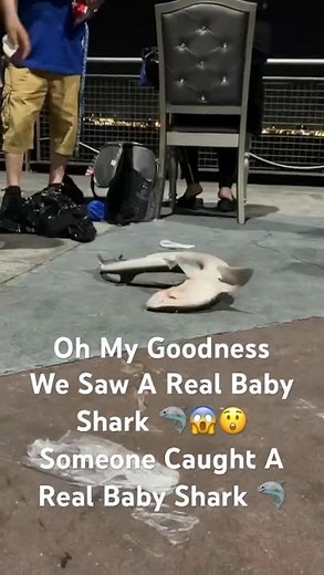 Baby Shark Real | #babyshark #shortsfeed #animallife #seaanimals #shark