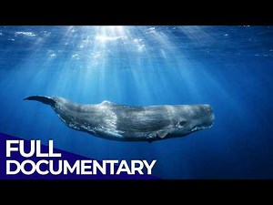 Sperm Whales: Titans of the Deep | FD Ocean