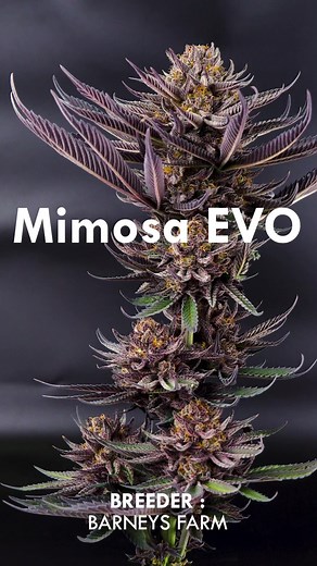 Mimosa Evo bred by Barney's Farm and fully organic grow by Ranjuan Farm | Ranjuan Farm