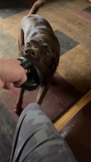 Playing with Bodhi #chocolatelab #mansbestfriend #bodhi