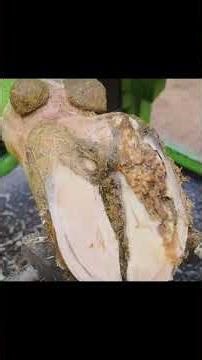 【11】蹄の下に何が潜む？