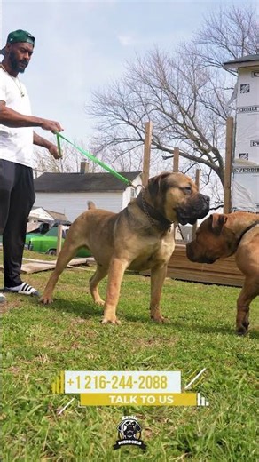 Clash of the Brave #boerboels #protectiondogs #bigdogs