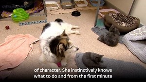 5.8K views · 108 reactions | Skye the Border Collie has become a doting mum...to six newborn kittens! They were handed into the Oak Tree Animals' Charity near Carlisle, after being found abandoned on a building site. We have to warn you, you will want to take them home... | ITV Border | Facebook