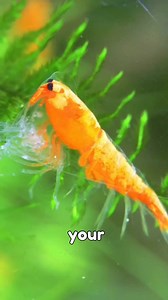 Stop guessing and start measuring! The "GH Death Zone" is real, and it’s the #1 reason for failed molts and mystery deaths. 📉 If your GH is out of range, your colony is on a countdown. ⏱️ #shrimphatchery #neocaridinashrimp #shrimpkeeping #shrimptank #aquariumhobby #aquarium | Shrimp Hatchery