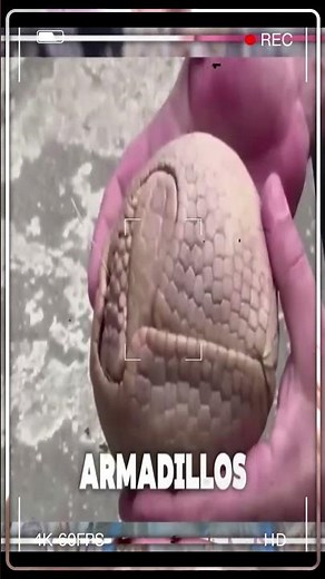 ¿Sabías que el ARMADILLO ....? 😱 Secretos y Datos Curiosos #animales #datoscurisos