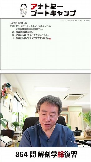 【 #国試1分道場 ・内分泌系】副腎について正しい記述はどれか １．左右の腎臓の前面に位置する ２．髄質は皮質を囲む ３．皮質からはインスリンが分泌される ４．髄質からはアドレナリンが分泌される