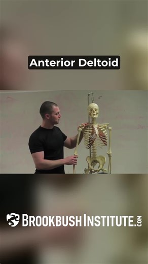 Deltoid Muscles: Introduction to Functional Anatomy