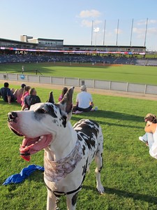 How to Take Your Dog to a Major League Baseball Game