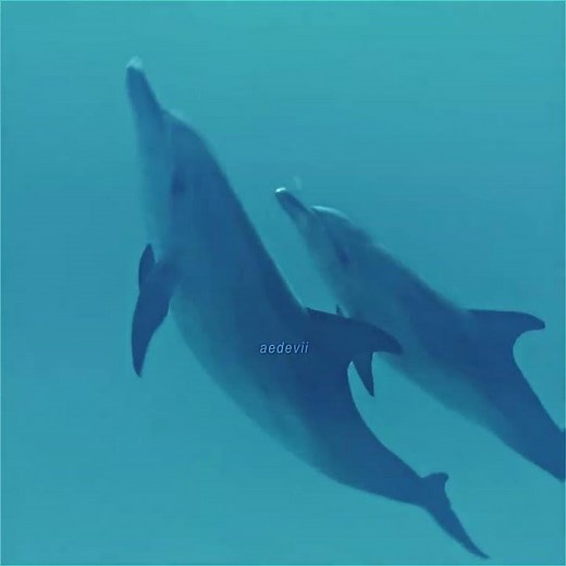 i just wanna be part of your symphony..🐬🌈#shorts