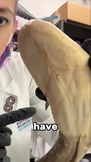 55K views · 401 reactions | Surprising Fact About Eels #amazingfacts #support | Amazing Animals Facts | Facebook