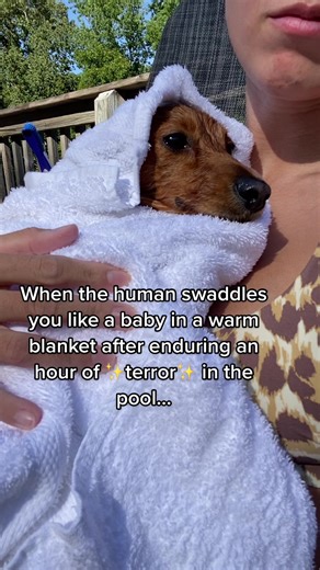 She really doesnt mind swimming actually lol we had to try out her new life jacket 😘 #fyp #dachshund #dachshundoftiktok #dogsoftiktok