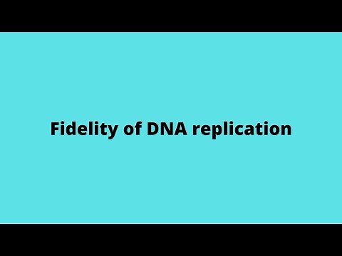 Fidelity of replication; DNA replication; molecular biology