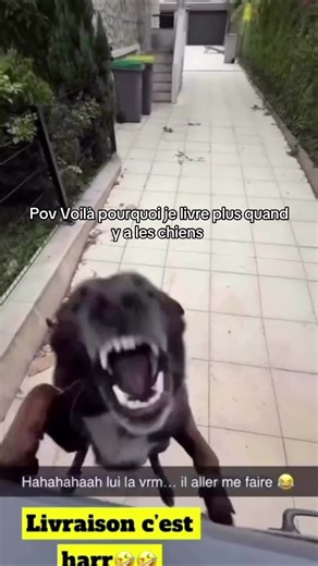 Pourquoi j’ai arrêté de livrer à cause des chiens 😂