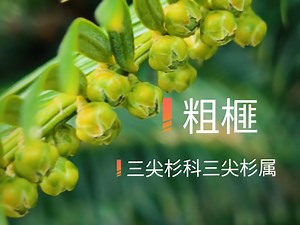 穿越时光而来的孑遗植物，粗榧