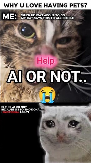 Try not to React 😭❤️ #sad #emotional #cat