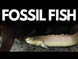 These Fish Survived Mass Extinctions and You Can Keep Them