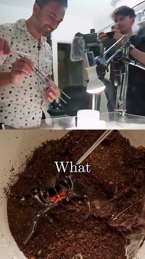 I vacuum venom from the world's deadliest spider! | spider