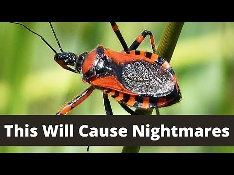 How the "Assassin Bug" Got Its Name