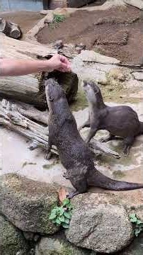 2026/08/15 智光山 の アキ＆シズク🦦05 #コツメカワウソ #カワウソ chikozanzoo #otter #asiansmallclawedotter #智光山公園こども動物園