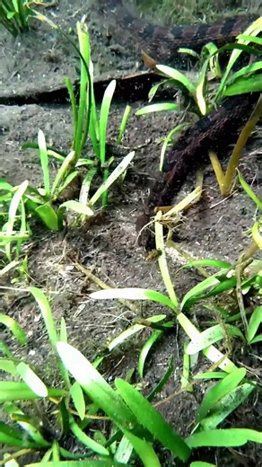 Gorgeous water snake swimming beneath our kayak
