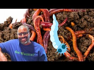 How To RAISE Indian Blue Worms - What You NEED To Know