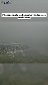 1.2K views · 1.2K reactions | Ice fishing pikes reaction!  All filmed on the Aqua-Vu camera #icefishing #pike #pikefishing #fishinglife | Aqua-Vu | Facebook