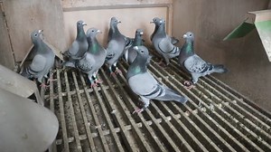 2.8K views · 148 reactions | LUC VAN DEN PLAS~BELGIUM FEPA NEW YEAR'S DAY LOFT TOUR MARATHON | Feathers Elite Pigeon Auctions | Facebook