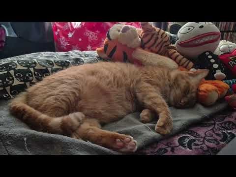 Tigger Stanley Nargi sleeping December 14th 2025 2:09pm