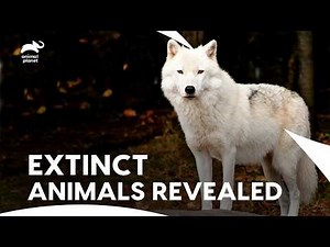 Clouded Leopard & Legendary White Wolf | Extinct Or Alive S1 E1, E2, E3 | Animal Planet