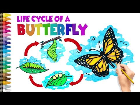 How to Draw Life Cycle Of A Butterfly | Easy Step by Step Drawing and Painting Tutorial